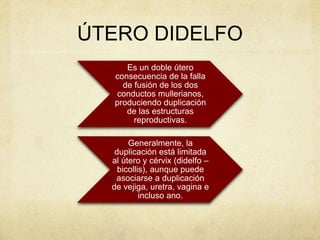 ÚTERO DIDELFO
Es un doble útero
consecuencia de la falla
de fusión de los dos
conductos mullerianos,
produciendo duplicación
de las estructuras
reproductivas.
Generalmente, la
duplicación está limitada
al útero y cérvix (didelfo –
bicollis), aunque puede
asociarse a duplicación
de vejiga, uretra, vagina e
incluso ano.
 