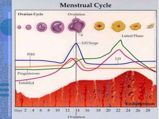 Evaluation of Abnormal SARepeat semen analysis in 30 daysPhysical examinationTesticular sizeVaricoceleLaboratory testsTestosterone levelFSH (spermatogenesis- Sertoli cells)LH (testosterone- Leydig cells)Referral to urology