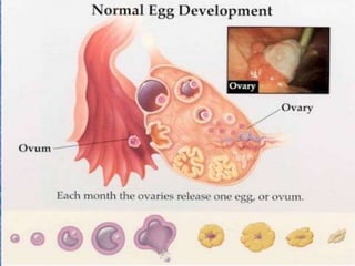 Female Reproductive SystemOvariesTwo organs that produce eggsSize of almond30,000-40,000 eggsEggs can live for 12-24 hours
