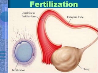 High Estrogen/ Ovulatory Saliva Pattern