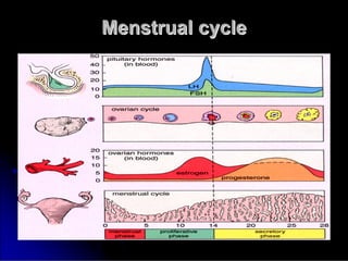 Menstrual cycle
Menstrual cycle
 