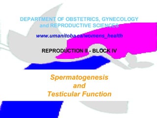 DEPARTMENT OF OBSTETRICS, GYNECOLOGY and REPRODUCTIVE SCIENCES Spermatogenesis and Testicular Function www.umanitoba.ca/womens_health REPRODUCTION II - BLOCK IV 