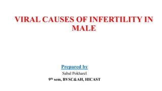 VIRAL CAUSES OF INFERTILITY IN
MALE
Prepared by
Sabal Pokharel
9th sem, BVSC&AH, HICAST
 