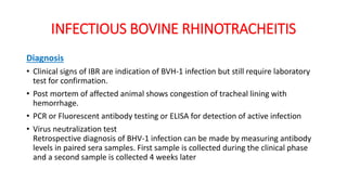 INFECTIOUS BOVINE RHINOTRACHEITIS
Diagnosis
• Clinical signs of IBR are indication of BVH-1 infection but still require laboratory
test for confirmation.
• Post mortem of affected animal shows congestion of tracheal lining with
hemorrhage.
• PCR or Fluorescent antibody testing or ELISA for detection of active infection
• Virus neutralization test
Retrospective diagnosis of BHV-1 infection can be made by measuring antibody
levels in paired sera samples. First sample is collected during the clinical phase
and a second sample is collected 4 weeks later
 