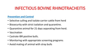 INFECTIOUS BOVINE RHINOTRACHEITIS
Prevention and Control
• Selective culling and Isolate carrier cattle from herd
• Biosecurity with strict isolation and quarantine.
• Quarantine animal for 21 days separating from herd.
• Vaccination
• Castrate IBR positive bulls.
• Monitoring with appropriate screening programs
• Avoid mating of animal with stray bulls
 