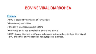 BOVINE VIRAL DIARROHEA
Etiology
BVD is caused by Pestivirus of Flaviviridae.
Enveloped, +ve ssRNA
Initially it was recognized in 1940’s.
Currently BVDV has 2 strains i.e. BVD-1 and BVD-2.
BVD1 is very diversed in different subgroups but regardless to their diversity all
BVD are either of cytopathic or non cytopathic biotypes.
 