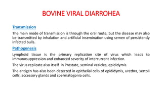 BOVINE VIRAL DIARROHEA
Transmission
The main mode of transmission is through the oral route, but the disease may also
be transmitted by inhalation and artificial insemination using semen of persistently
infected bulls.
Pathogenesis
Lymphoid tissue is the primary replication site of virus which leads to
immunosuppression and enhanced severity of intercurrent infection.
The virus replicate also itself in Prostate, seminal vesicles, epididymis.
The antigen has also been detected in epithelial cells of epididymis, urethra, sertoli
cells, accessory glands and spermatogonia cells.
 