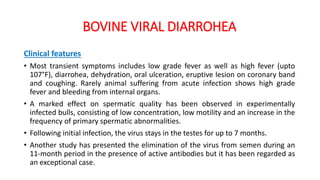 BOVINE VIRAL DIARROHEA
Clinical features
• Most transient symptoms includes low grade fever as well as high fever (upto
107°F), diarrohea, dehydration, oral ulceration, eruptive lesion on coronary band
and coughing. Rarely animal suffering from acute infection shows high grade
fever and bleeding from internal organs.
• A marked effect on spermatic quality has been observed in experimentally
infected bulls, consisting of low concentration, low motility and an increase in the
frequency of primary spermatic abnormalities.
• Following initial infection, the virus stays in the testes for up to 7 months.
• Another study has presented the elimination of the virus from semen during an
11-month period in the presence of active antibodies but it has been regarded as
an exceptional case.
 