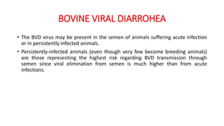 BOVINE VIRAL DIARROHEA
• The BVD virus may be present in the semen of animals suffering acute infection
or in persistently infected animals.
• Persistently-infected animals (even though very few become breeding animals)
are those representing the highest risk regarding BVD transmission through
semen since viral elimination from semen is much higher than from acute
infections.
 