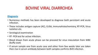 BOVINE VIRAL DIARROHEA
Diagnosis
• Numerous methods has been developed to diagnose both persistant and acute
infection.
• These includes antigen capture (AC), ELISA, Immunohistochemistry, RT-PCR, Virus
isolation etc.
• Serological examination
• RT- PCR test for active infection.
• Blood drawn from acute phase can be proceed for virus inoculation from WBC
(buffy coat)
• If serum sample one from acute case and other from few weeks later are taken
then rise in serum antibody between both samples confirms BVD infection.
 