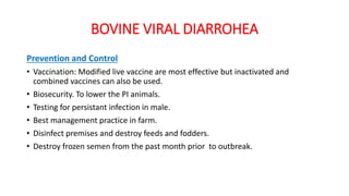 BOVINE VIRAL DIARROHEA
Prevention and Control
• Vaccination: Modified live vaccine are most effective but inactivated and
combined vaccines can also be used.
• Biosecurity. To lower the PI animals.
• Testing for persistant infection in male.
• Best management practice in farm.
• Disinfect premises and destroy feeds and fodders.
• Destroy frozen semen from the past month prior to outbreak.
 