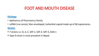 FOOT AND MOUTH DISEASE
Etiology
• Apthovirus of Picornavirus family.
• ssRNA (+ve sense), Non-enveloped, Isoherdral capsid made up of 60 capsomeres.
Strains
 7 strains i.e. O, A, C, SAT-1, SAT-2, SAT-3, ASIA 1
 Type O strain is most prevalent in Nepal.
 