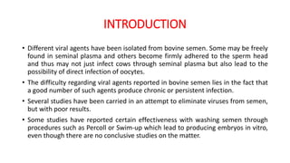 INTRODUCTION
• Different viral agents have been isolated from bovine semen. Some may be freely
found in seminal plasma and others become firmly adhered to the sperm head
and thus may not just infect cows through seminal plasma but also lead to the
possibility of direct infection of oocytes.
• The difficulty regarding viral agents reported in bovine semen lies in the fact that
a good number of such agents produce chronic or persistent infection.
• Several studies have been carried in an attempt to eliminate viruses from semen,
but with poor results.
• Some studies have reported certain effectiveness with washing semen through
procedures such as Percoll or Swim-up which lead to producing embryos in vitro,
even though there are no conclusive studies on the matter.
 