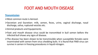 FOOT AND MOUTH DISEASE
Transmission
Most common route is Aerosol.
Secretion and Excretion: milk, semen, feces, urine, vaginal discharge, nasal
discharge, saliva, ruptured vesicles etc.
Animal products and Equipements.
Foot and mouth disease virus could be transmitted in bull semen before the
infected bull shows any signs of disease.
The disease has been shown to be transmissible when susceptible females were
inseminated with semen from virus shedding bulls. It is found that FMD virus can
survive in semen in freezing procedures in liquid nitrogen.
 