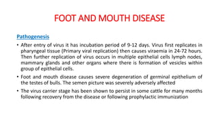 FOOT AND MOUTH DISEASE
Pathogenesis
• After entry of virus it has incubation period of 9-12 days. Virus first replicates in
pharyngeal tissue (Primary viral replication) then causes viraemia in 24-72 hours.
Then further replication of virus occurs in multiple epithelial cells lymph nodes,
mammary glands and other organs where there is formation of vesicles within
group of epithelial cells.
• Foot and mouth disease causes severe degeneration of germinal epithelium of
the testes of bulls. The semen picture was severely adversely affected
• The virus carrier stage has been shown to persist in some cattle for many months
following recovery from the disease or following prophylactic immunization
 