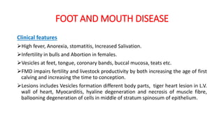 FOOT AND MOUTH DISEASE
Clinical features
High fever, Anorexia, stomatitis, Increased Salivation.
Infertility in bulls and Abortion in females.
Vesicles at feet, tongue, coronary bands, buccal mucosa, teats etc.
FMD impairs fertility and livestock productivity by both increasing the age of first
calving and increasing the time to conception.
Lesions includes Vesicles formation different body parts, tiger heart lesion in L.V.
wall of heart, Myocarditis, hyaline degeneration and necrosis of muscle fibre,
ballooning degeneration of cells in middle of stratum spinosum of epithelium.
 