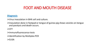 FOOT AND MOUTH DISEASE
Diagnosis
Virus inoculation in BHK cell and culture.
Inoculation done in footpad or tongue of guinea pig shows vesicles on tongue
and paralysis and death occurs.
CFT
Immunofluorescence tests
Identification by Multiplex PCR
ELISA
 