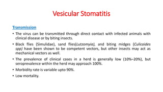 Vesicular Stomatitis
Transmission
• The virus can be transmitted through direct contact with infected animals with
clinical disease or by biting insects.
• Black flies (Simulidae), sand flies(Lutzomyia), and biting midges (Culicoides
spp) have been shown to be competent vectors, but other insects may act as
mechanical vectors as well.
• The prevalence of clinical cases in a herd is generally low (10%–20%), but
seroprevalence within the herd may approach 100%.
• Morbidity rate is variable upto 90%.
• Low mortality.
 