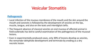 Vesicular Stomatitis
Pathogenesis
• Local infection of the mucous membrane of the mouth and the skin around the
mouth and coronets is followed by the development of vesicles on the lips,
muzzle, tongue, and also on the teats and interdigital clefts.
• The frequent absence of classical vesicles on oral mucosa of affected animal in
field outbreaks has led to careful examination of the pathogenesis of the mucosal
lesions.
• Even in experimentally produced cases, only 30% of lesions develop as vesicles,
the remainder dehydrate development and terminate by eroding as a dry
necrotic lesion.
 