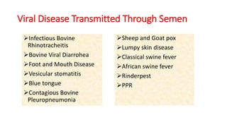 Viral Disease Transmitted Through Semen
Infectious Bovine
Rhinotracheitis
Bovine Viral Diarrohea
Foot and Mouth Disease
Vesicular stomatitis
Blue tongue
Contagious Bovine
Pleuropneumonia
Sheep and Goat pox
Lumpy skin disease
Classical swine fever
African swine fever
Rinderpest
PPR
 