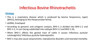 Infectious Bovine Rhinotracheitis
Etiology
• This is a respiratory disease which is produced by bovine herpesvirus, type1
(BHV1), belonging to the Herpesviridae family.
• dsDNA, Enveloped
• According to genomic and antigenic analysis, BHV-1 is divided into BHV-1.1 and
BHV-1.2, in turn being subdivided into subtype BVH-1.2 and BHV-1.2b.
• When BHV-1 affects the genital tract of cattle it causes Infectious pustular
vulvovaginitis/ Infectious pustular balanopostitis.
• BHV-1 may also cause conjunctivitis, reproductive disorders and neonatal mortality.
 