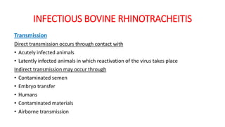 INFECTIOUS BOVINE RHINOTRACHEITIS
Transmission
Direct transmission occurs through contact with
• Acutely infected animals
• Latently infected animals in which reactivation of the virus takes place
Indirect transmission may occur through
• Contaminated semen
• Embryo transfer
• Humans
• Contaminated materials
• Airborne transmission
 