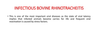 INFECTIOUS BOVINE RHINOTRACHEITIS
• This is one of the most important viral diseases as the state of viral latency
implies that infected animals become carries for life and frequent viral
reactivation is caused by stress factors.
 