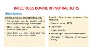 INFECTIOUS BOVINE RHINOTRACHEITIS
Clinical Features
Infectious Pustular Balanoposthitis (IPB)
• The prepuce may be swollen and a
mucopurulent discharge may be seen.
• Often lesions are only obvious on
extrusion of the penis.
• Some bulls lose their libido and find
erection and ejaculation painful.
Animal often shows symptoms like
following
• Fever (as high as 42°C)
• Depression
• Loss of appetite
• Reddening of the mucous membranes
• Ulceration / reddening of the upper
airway
 