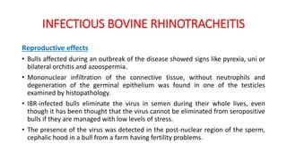 INFECTIOUS BOVINE RHINOTRACHEITIS
Reproductive effects
• Bulls affected during an outbreak of the disease showed signs like pyrexia, uni or
bilateral orchitis and azoospermia.
• Mononuclear infiltration of the connective tissue, without neutrophils and
degeneration of the germinal epithelium was found in one of the testicles
examined by histopathology.
• IBR-infected bulls eliminate the virus in semen during their whole lives, even
though it has been thought that the virus cannot be eliminated from seropositive
bulls if they are managed with low levels of stress.
• The presence of the virus was detected in the post-nuclear region of the sperm,
cephalic hood in a bull from a farm having fertility problems.
 