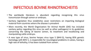 INFECTIOUS BOVINE RHINOTRACHEITIS
• The worldwide literature is abundant regarding recognising this virus
transmission through semen or embryos.
• Sanitary legislation thus establishes sever restrictions on importing biological
material from countries where the disease is prevalent
• More recently, the World Organization for Animal Health (OIE) has included
sanitary policy regarding this virus (as well as other pathogens) in its guidelines
concerning the taking of bovine semen, its treatment and recollecting and
manipulating cattle embryos.
• A new type of virus, bovine herpes virus type 5 (BHV-5), having 85% genetic
homology with BHV-1, is responsible for neurological problems in calves, having a
high rate of lethality; it has been isolated from semen.
 