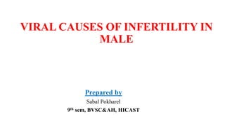 VIRAL CAUSES OF INFERTILITY IN
MALE
Prepared by
Sabal Pokharel
9th sem, BVSC&AH, HICAST
 