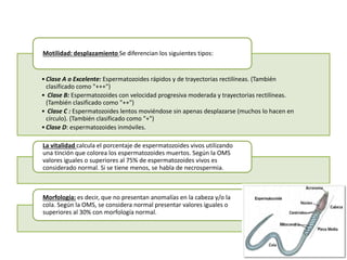 •Clase A o Excelente: Espermatozoides rápidos y de trayectorias rectilíneas. (También
clasificado como "+++")
• Clase B: Espermatozoides con velocidad progresiva moderada y trayectorias rectilíneas.
(También clasificado como "++")
• Clase C : Espermatozoides lentos moviéndose sin apenas desplazarse (muchos lo hacen en
círculo). (También clasificado como "+")
•Clase D: espermatozoides inmóviles.
Motilidad: desplazamiento Se diferencian los siguientes tipos:
La vitalidad calcula el porcentaje de espermatozoides vivos utilizando
una tinción que colorea los espermatozoides muertos. Según la OMS
valores iguales o superiores al 75% de espermatozoides vivos es
considerado normal. Si se tiene menos, se habla de necrospermia.
Morfología: es decir, que no presentan anomalías en la cabeza y/o la
cola. Según la OMS, se considera normal presentar valores iguales o
superiores al 30% con morfología normal.
 
