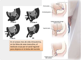 En el octavo mes de vida intrauterina,
en los fetos de sexo masculino, el
testículo cruza por el canal inguinal
para alojarse en la bolsa del escroto
 
