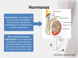 Hormonas
Testosterona: secretada en el
por las células de Leydig o
instersticiales. también es
secretada por la médula de la
corteza suprarrenal
FSH u hormona folículo
estimulante: es secretada por
la hipófisis, actúa sobre las
células de Sértoli o nodrizas,
para que éstas actúen sobre
los espermios en desarrollo.
Infertilidad, Juan aller 2006
 