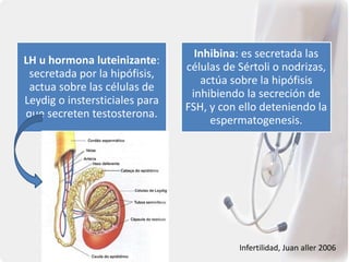 LH u hormona luteinizante:
secretada por la hipófisis,
actua sobre las células de
Leydig o instersticiales para
que secreten testosterona.
Inhibina: es secretada las
células de Sértoli o nodrizas,
actúa sobre la hipófisis
inhibiendo la secreción de
FSH, y con ello deteniendo la
espermatogenesis.
Infertilidad, Juan aller 2006
 
