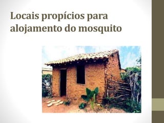 Locais propícios para
alojamento do mosquito
 