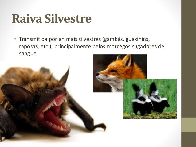 Resultado de imagem para raiva em animais silvestres