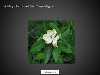 InFestYouUs
A. Magnolia (named after Pierre Magnol)
 