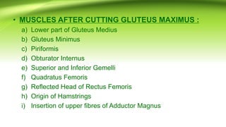 • MUSCLES AFTER CUTTING GLUTEUS MAXIMUS :
a) Lower part of Gluteus Medius
b) Gluteus Minimus
c) Piriformis
d) Obturator Internus
e) Superior and Inferior Gemelli
f) Quadratus Femoris
g) Reflected Head of Rectus Femoris
h) Origin of Hamstrings
i) Insertion of upper fibres of Adductor Magnus
 