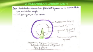2. ACETABULAR LABRUM (2007)
 