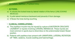 • ARTERIAL SUPPLY : Popliteal Artery
• ACTIONS :
a) It unlocks the locked knee by lateral rotation of the femur (UNLOCKING
MUSCLE) .
b) It pulls lateral meniscus backward and prevents it from damage.
c) It flexes the knee during couching.
• CLINICAL CORRELATIONS :
a) The popliteus muscle may be injured by rupture of ANTERIOR CRUCIATE
LIGAMENT or injuries involving LATERAL MENISCUS. These injuries are
most common in sports due to direct blow on the anteromedial kneein flexed
position.
b) Patients with popliteus tear present with UNNATURAL LATERAL ROTATION
OF TIBIA, oedema, muscle swelling and haemorrhage.
 