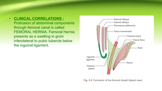 • CLINICAL CORRELATIONS :
Protrusion of abdominal components
through femoral canal is called
FEMORAL HERNIA. Femoral Hernia
presents as a swelling in groin
inferolateral to pubic tubercle below
the inguinal ligament.
 