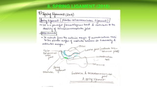 8. SPRING LIGAMENT (2018)
 