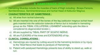 9. HAMSTRINGS (2019)
• Hamstring Muscles include the muscles of back of thigh including - Biceps Femoris,
Semitendinosus, Semimembranosus and Ischial Head of Adductor Magnus.
• CHARACTERISTICS OF HAMSTRINGS :
a) All arise from ischial tuberosity.
b) All are inserted into one of the bones of the leg (adductor magnus ischial head
gets inserted into the adductor tubercle of femur but is included in hamstring
group as the TIBIAL COLLATERAL LIGAMENT extending upto the tibia is
considered its degenerated tendon ).
c) All are supplied by TIBIAL PART OF SCIATIC NERVE.
d) All are FLEXORS of the knee and EXTENSORS of hip.
• CLINICAL CORRELATIONS :
a) Hamstrings are injured by cutting wound to the hamstring tendons or by injury
to the Tibial Nerve that leads to paralysis of Hamstrings.
b) Patient with paralysed Hamstrings presents loss of ability to stand up, walk or
run.
 