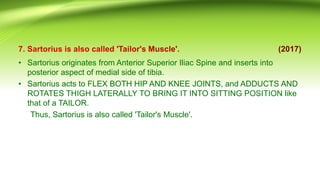 • Sartorius originates from Anterior Superior Iliac Spine and inserts into
posterior aspect of medial side of tibia.
• Sartorius acts to FLEX BOTH HIP AND KNEE JOINTS, and ADDUCTS AND
ROTATES THIGH LATERALLY TO BRING IT INTO SITTING POSITION like
that of a TAILOR.
Thus, Sartorius is also called 'Tailor's Muscle'.
 