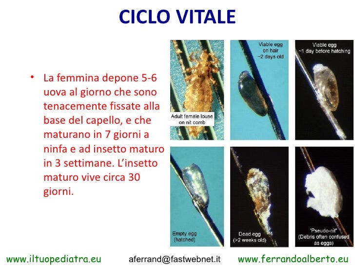 Infezioni E Infestazioni E Pidocchi Da Ferrando