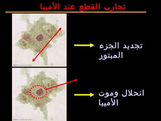 ‫الجزء‬ ‫تجديد‬
‫المبتور‬
‫وموت‬ ‫انحلل‬
‫الميبا‬
‫الميبا‬ ‫عند‬ ‫القطع‬ ‫تجارب‬
 