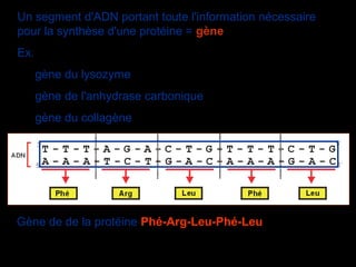 Un segment d'ADN portant toute l'information nécessaire 
pour la synthèse d'une protéine = gène
Ex. 
gène du lysozyme
gène de l'anhydrase carbonique
gène du collagène
Gène de de la protéine Phé-Arg-Leu-Phé-Leu
 