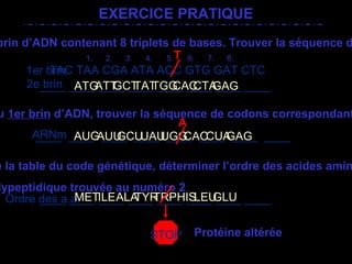 Rosalie Fréchette, février 2004
____  ____  ____  ____  ____  ____  ____  ____AUGAUUGCUUAUUGGCACCUAGAG
EXERCICE PRATIQUE
TAC TAA CGA ATA ACC GTG GAT CTC
brin d’ADN contenant 8 triplets de bases. Trouver la séquence d
1er brin
2e brin____ ____ ____ ____ ____ ____ ____ ____
u 1er brin d’ADN, trouver la séquence de codons correspondant
ARNm
e la table du code génétique, déterminer l’ordre des acides amin
lypeptidique trouvée au numéro 2
____ ____ ____ ____ ____ ____ ____ ____Ordre des a.a.
 1. 2. 3. 4.  5. 6. 7. 8.
ATGATTGCTTATTGGCACCTAGAG
METILEALATYRTRPHISLEUGLU
STOP
T
A
Protéine altérée
 