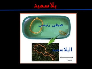 ‫بلسميد‬
‫رئيسي‬ ‫صبغي‬
‫البلسميد‬
 